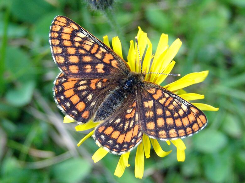 Euphydryas intermedia - Bild: P. Gros