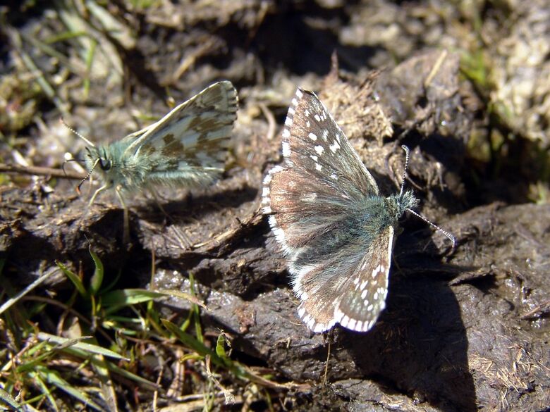 Pyrgus alveus - Bild: P. Gros