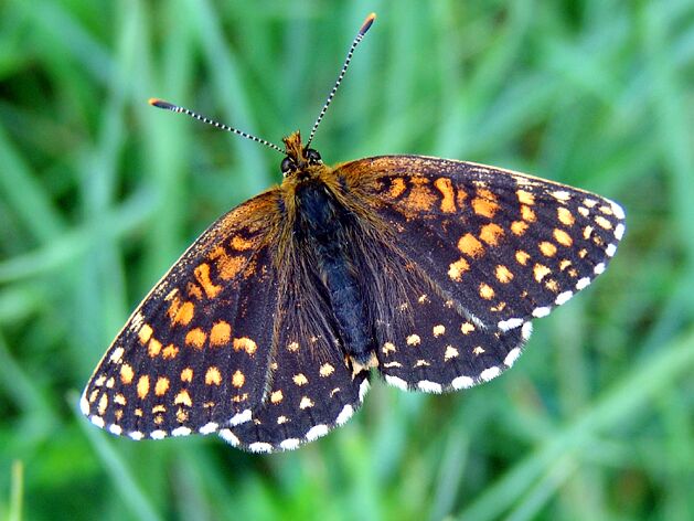 Melitaea diamina - Bild: P. Gros
