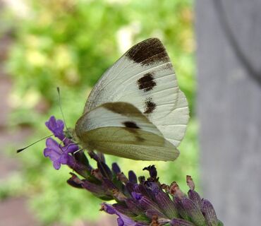 Haus der Natur