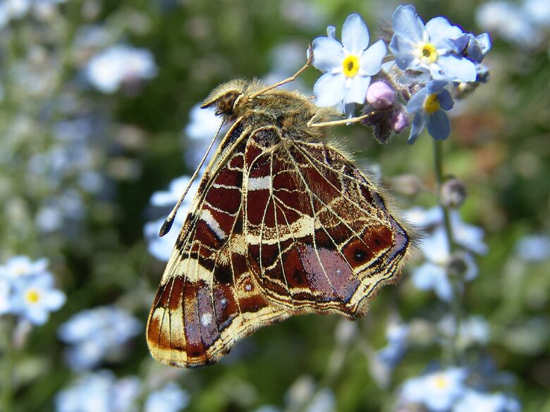Araschnia levana - Bild: P. Gros
