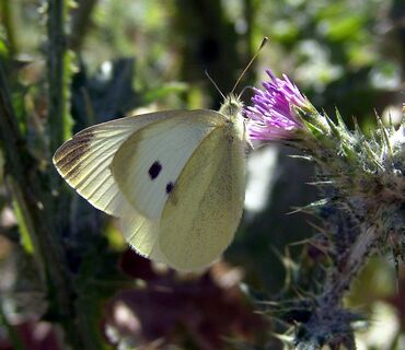 Haus der Natur