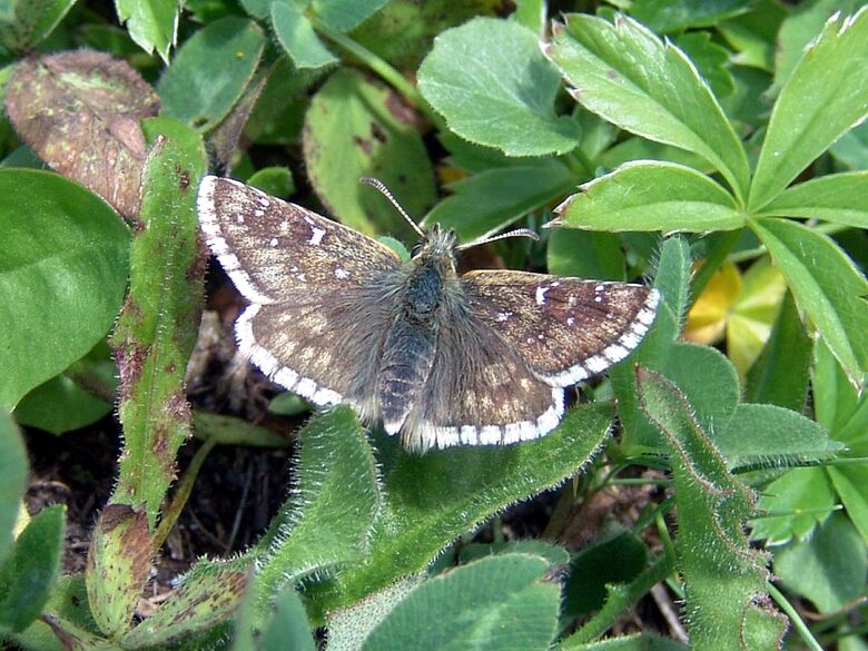 Pyrgus warrenensis - Bild: P. Gros
