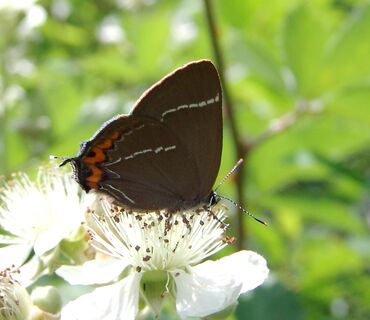 Haus der Natur