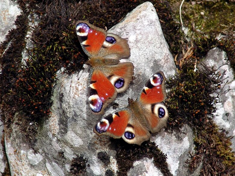Aglais io - Bild: P. Gros