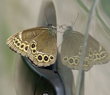 Haus der Natur