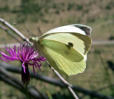 Haus der Natur