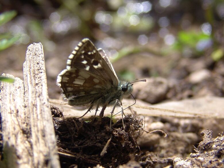 Pyrgus serratulae - Bild: P. Gros