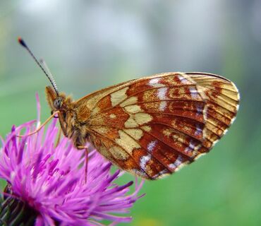 Haus der Natur