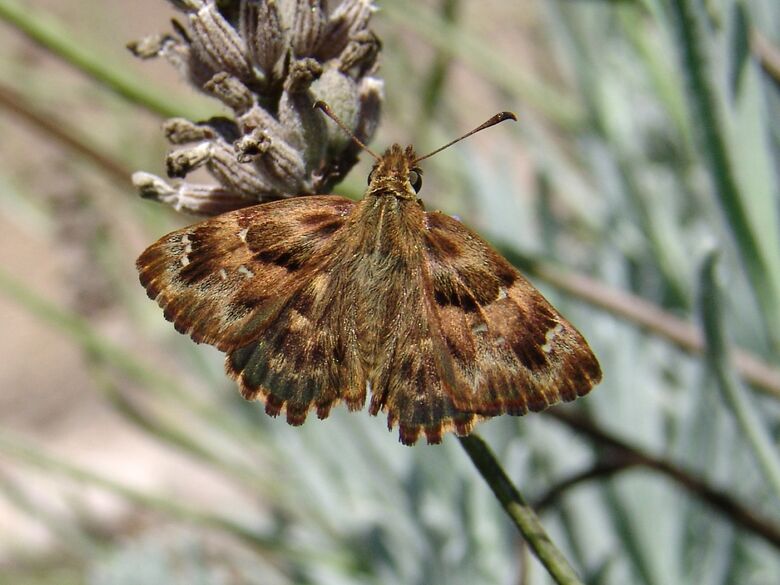 Carcharodus alceae - Bild: P. Gros