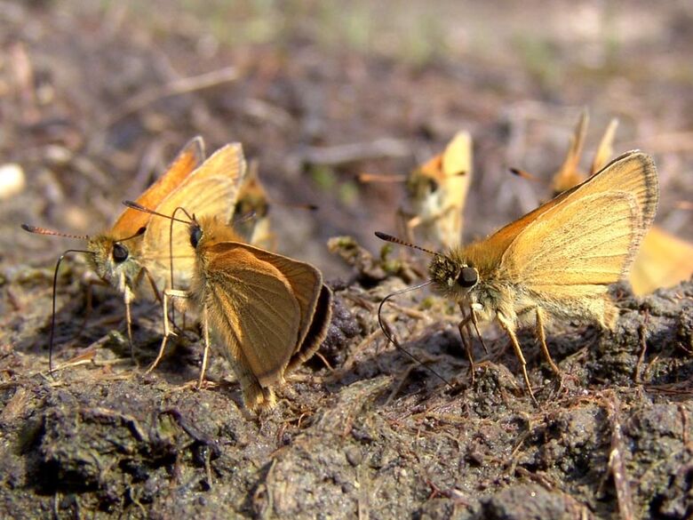 Thymelicus lineola - Bild: P. Gros