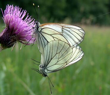 Haus der Natur