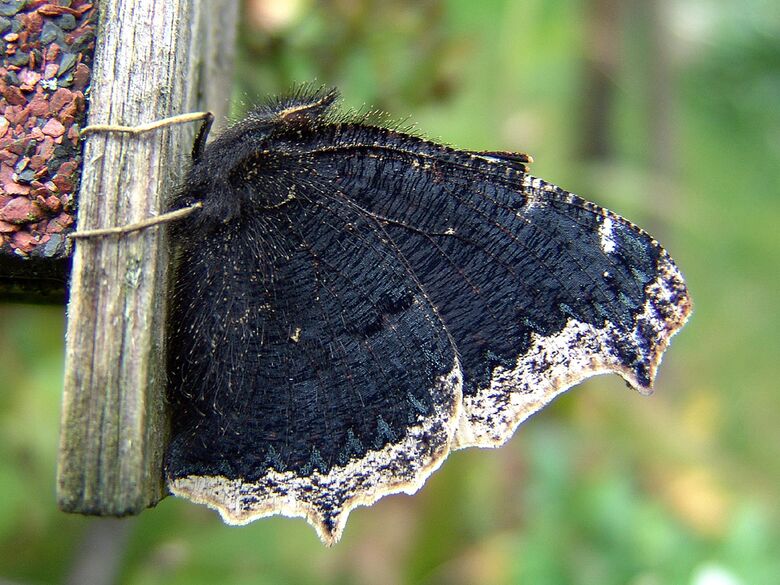 Nymphalis antiopa - Bild: P. Gros