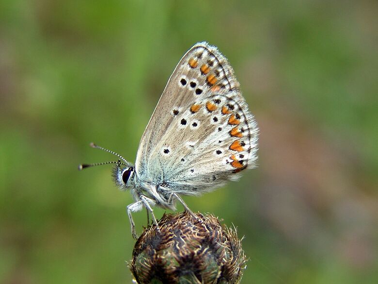 Aricia artaxerxes - Bild: P. Gros
