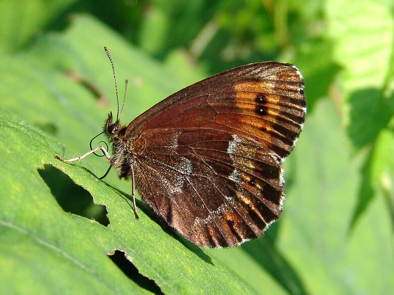 Erebia euryale (US) - Bild: P. Gros