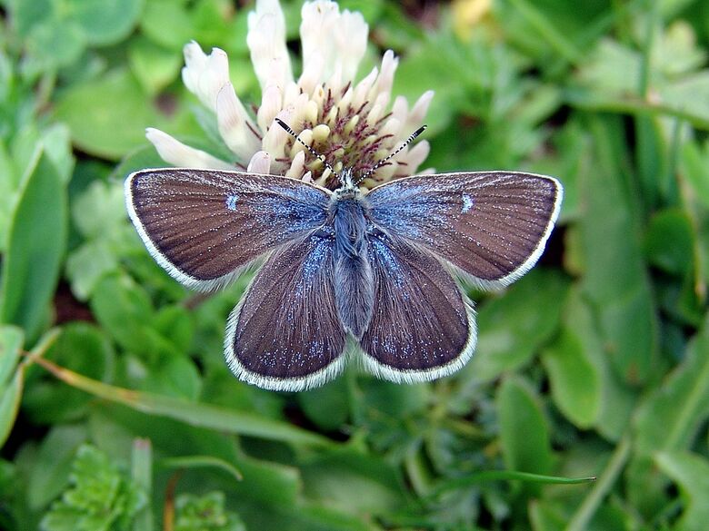 Agriades orbitulus (Weibchen) - Bild: P. Gros
