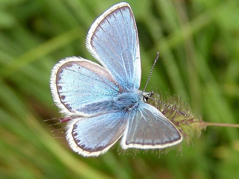 Polyommatus eros - Bild: P. Gros