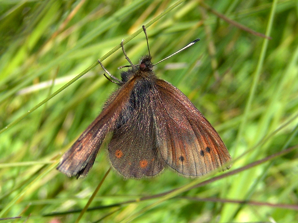 Knochs Erebie (Erebia epiphron) - Haus der Natur