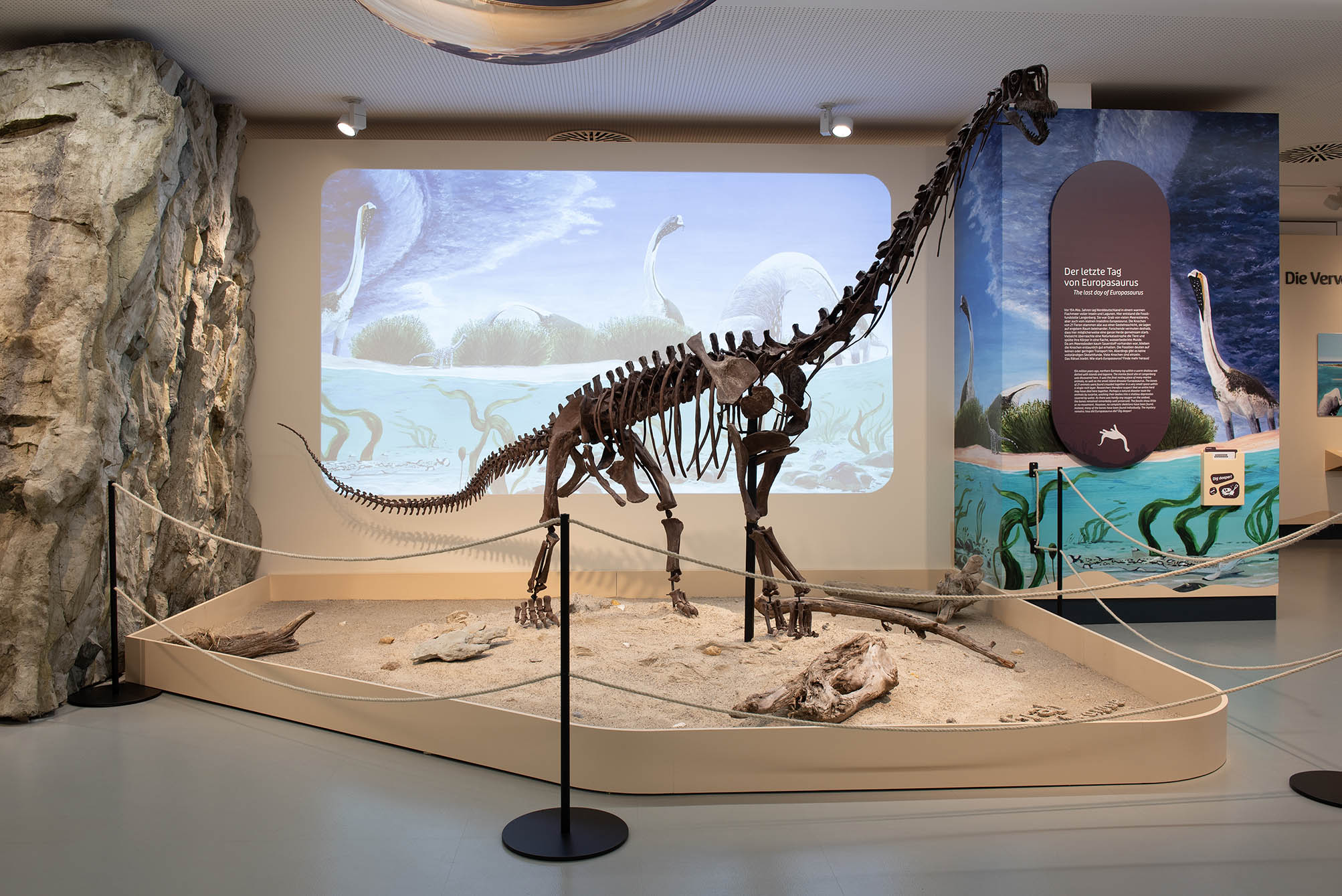 Austtellungsansicht der Sonderschau "Europasaurus - Inselwelt der Zwergdinos" mit Skelett des Eruopasaurus