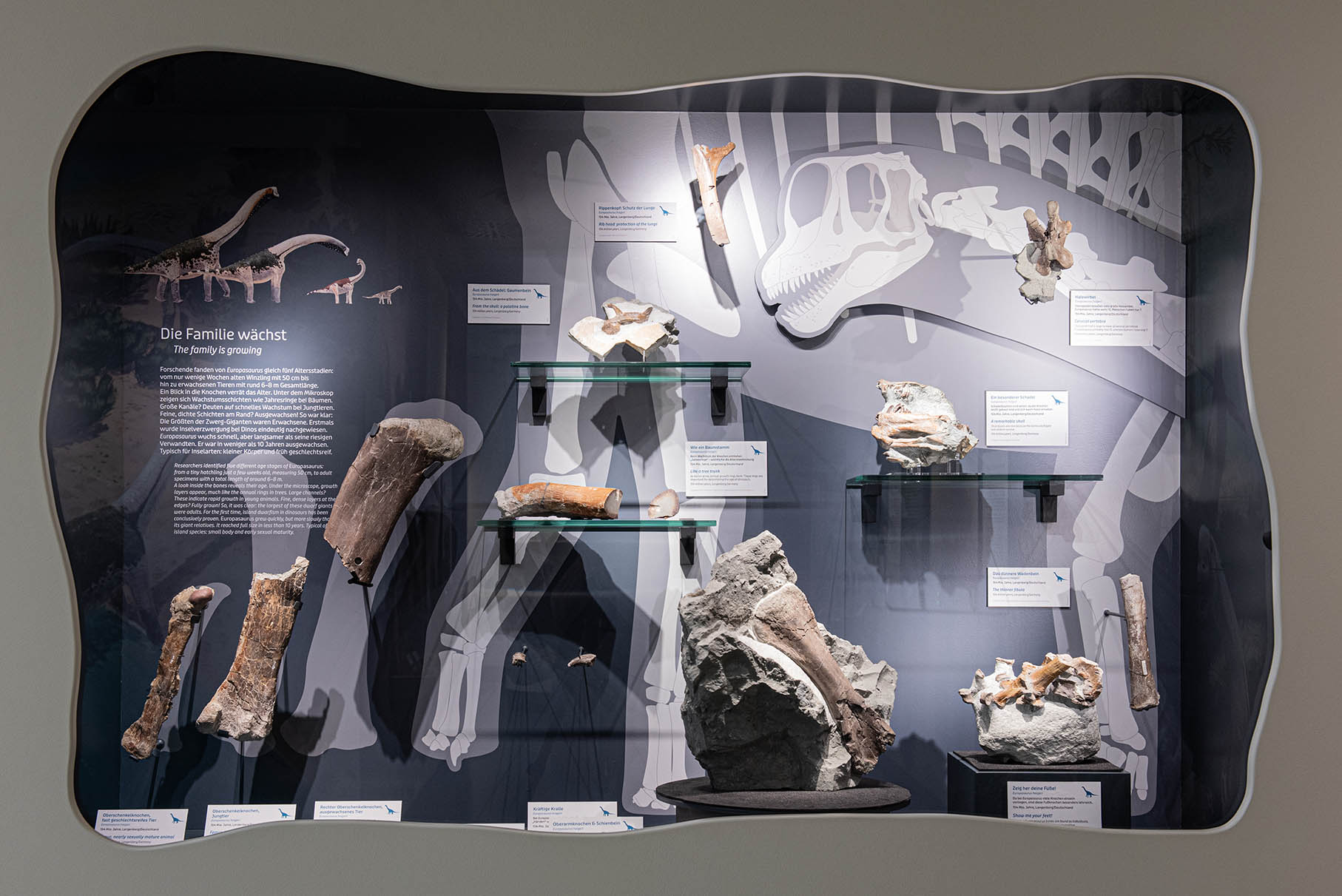 Detailansicht der Sonderschau "Europasaurus - Inselwelt der Zwergdinos". Vitrine mit originalen Fundstücken - Knochen