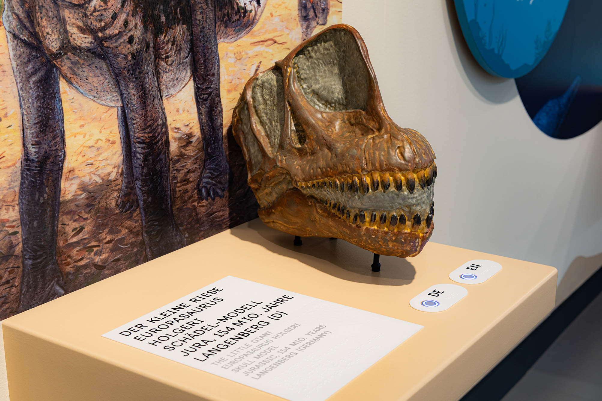 Schädel-Modell des Europasaurus