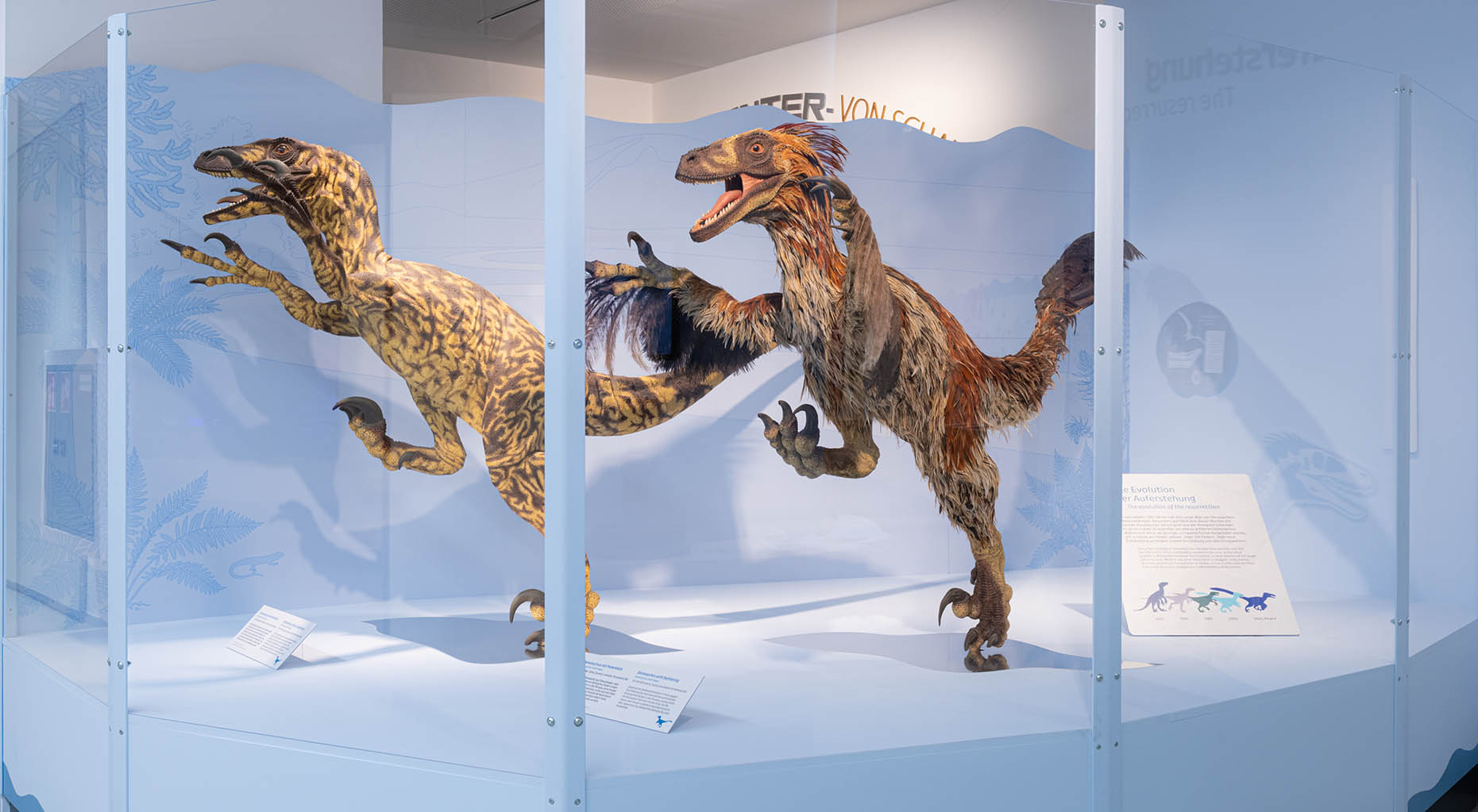 Zwei lebensgroße Modelle des Deinonychus in der Sonderschau "Europasaurus – Inselwelt der Zwergdinos“